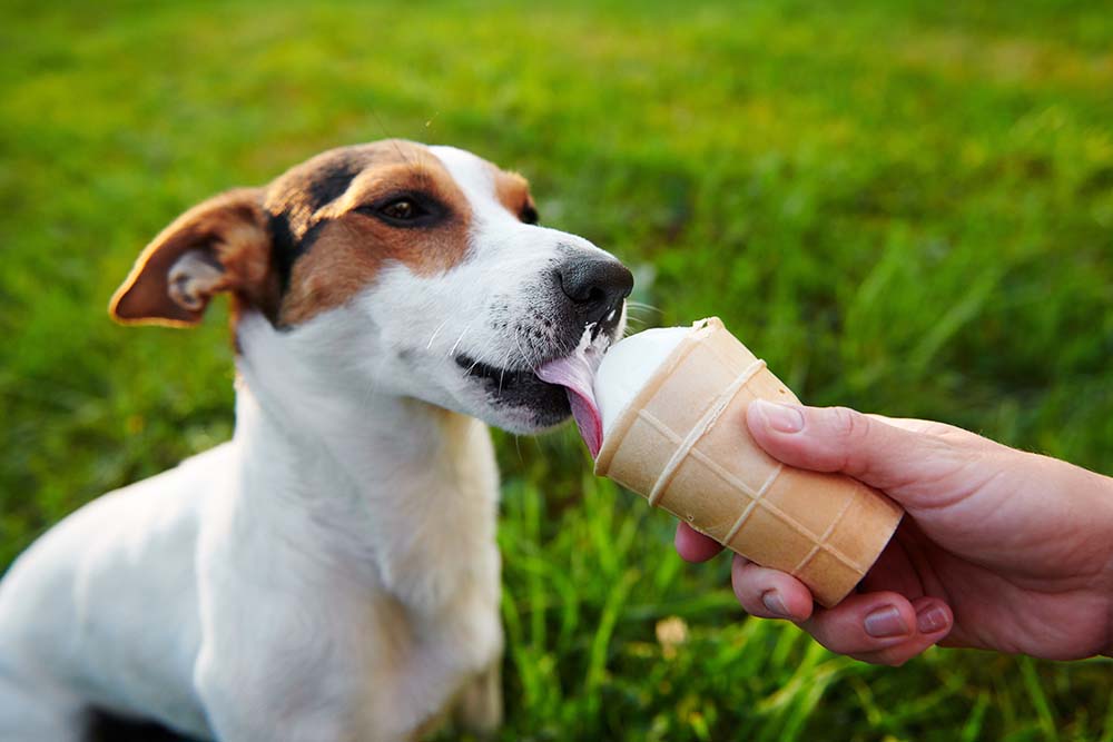 Hund mit Eis